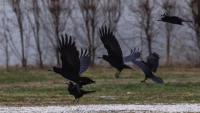 Tovbbra sincs vltozs a varjak gyben - panaszolja olvasnk
