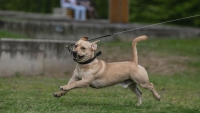 Ne stltassuk kedvencnket a nagy melegben! - hvja fel a figyelmet olvasnk