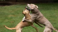 Ktves kislnyt sebzett meg slyosan egy pitbull Rajkn