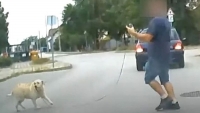 Nzni is rossz, amit egy kutya az autk kztt mvelt Szkesfehrvron