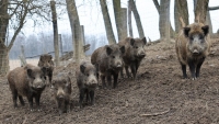 Vaddisznk tartjk rettegsben Szabolcsfalut - panaszolja olvasnk