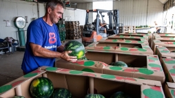 Jövő héten kezdődik a dinnyeszezon az áruházakban