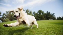 Kutyákkal népesült be a várkert