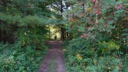 Hátborzongató közelségből filmezték le a félelmetes Bigfootot (videó)