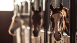 Hetven ló pusztult el egy brutális tűzben