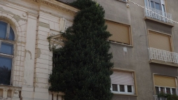 Égig ér a fa a Bóbitában, itt az ideje kivágni - hívja fel a figyelmet olvasónk