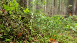 Egy spontn piknik is kialakulhat a tra sorn