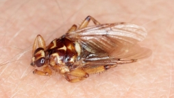 Kezddik az invzi: a szarvaslegyek ellen nem hat a rovarirt s nagyon fjdalmas a cspsk