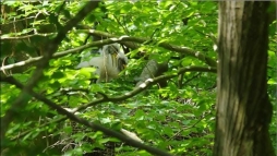 Eredmnyesen kltenek a fekete glyk a Dl-Zselicben