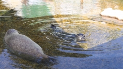 A nyr szerelemgymlcse: Donka s Bonifc bszke szlv vltak (videk)