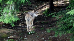 Ezt ne tegye, ha sszefutna a ngrdi farkassal (vide)