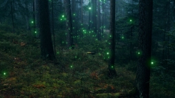 Szentjnosbogarak nyomba erednek