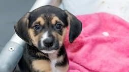 Pr hetes klykkutykat talltak a NAV pnzgyrei