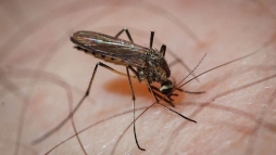 Pcs keleti rszn folytatdik a sznyoggyrts