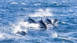 Emberfeletti munkval mentettek meg tbb mint szz delfint