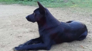 jabb kutya kerlt a magyar nemzeti kutyafajtk kz