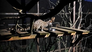 Ismt megrendezik a Nylt jszakt a Mecske Zooban