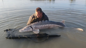 Gigantikus fogs: 65 kils tokhalat fogott a baranyai horgsz (vide)