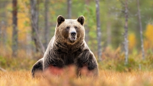 Pnik: forgalmas turistatvonal mellett lttak medvt