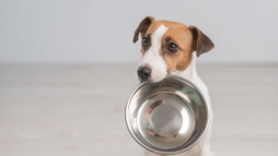 Figyelem! Ez a nvny mrgez lehet a kutyknak